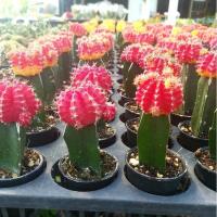 ราคา แคคตัสกระบองเพชร ยิมโน หัวสี (12225088327)
