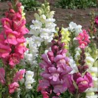 ราคา เมล็ดพันธุ์ดอกลิ้นมังกร (7400156810)