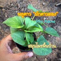 ราคา พลูคาว ผักคาวตอง คาวตอง สมุนไพรพื้นบ้าน (12074846190)