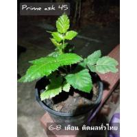 ราคา แบล๊คเบอร์รีี prime ask 45 สายพันธุ์ดกลูกใหญ่ที่เหมาะที่สุดสำหรับเมืองไทย (8129269341)