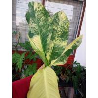 ราคา เศรษฐีวิลสันด่าง ต้นแม่ (22622174832)