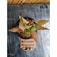 ราคา ต้นเงินไหลมา​ชมพู​ ออมชมพู (6444379577)