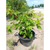 ราคา ต้นเฟื่องฟ้า ไม้ประดับ ส่งแบบคละสีให้นะคะ ไซร์กระถาง11นิ้ว ต้นสูง40-50ซม.พร้อมส่ง (21294602712)