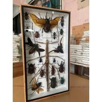 ราคา แมลงสต๊าฟ ผีเสื้อสต๊าฟ งานไอเดีย แมลงเพื่อการศึกษา กรอบไม้ กล่องแมลง ของแต่งบ้าน ของสะสม ผลิตและจัดจำหน่าย พร้อมส่ง (20476631735)