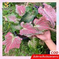 ราคา บอนสีฮกหลง ฮกหลง บอนสีราชินีแห่งไม้ใบ ส่งทั้งกระถาง (10154739468)