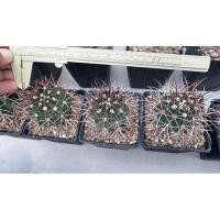ราคา Melocactus levitestatus ไม้เมล็ด (20392365764)