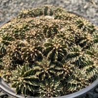 ราคา Lb2178 x Yellow Tiger /หน้าไม้สวย/ลายสวย (17442628941)