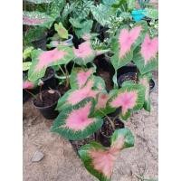 ราคา บอนสีวัวแดงขายเป็นต้นยกกระถางแพคอย่างดี (11067406335)