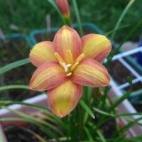 ราคา บัวดิน eastern pearl (1840926092)