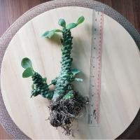 ราคา ต้นนาคราช (ตัวเมีย) Euphorbia Ritchiei ต้นใหญ่ (5762820585)
