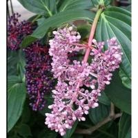 ราคา ต้นไม้มงคลไข่มุกอันดามัน (7949629949)