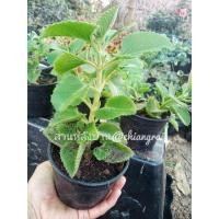 ราคา หูเสือ ต้นหูเสือ เนียมหูเสือ พืชสมุนไพร (5580747350)