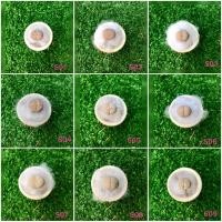 ราคา lithops dinteranthus ไลทอป ก้อนหินมีชีวิต (8626885660)