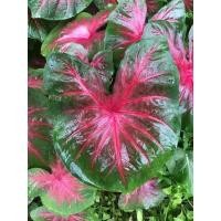 ราคา บอนสี ช้างเผือกใบบัว (ส่งเป็นหัว) (13809569730)