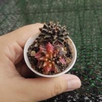 ราคา ยิมโนด่างหัวแฝดแท้ ด่างชมพูค่ะ (18536534121)