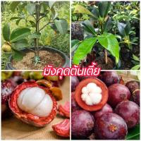 ราคา ต้นพันธ์ุมังคุดเสียบยอด ต้นเตี้ย (11267313689)