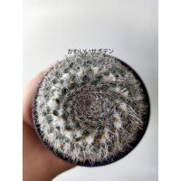 ราคา ❗❗ส่งฟรีไม่ต้องใช้โค๊ด❗❗แมมมิลาเรียฮาเรียน่าขนปุย แม่เฒ่า แมมแม่เฒ่า (9675341964)