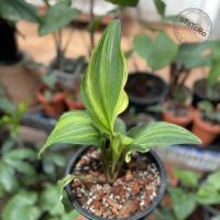 ราคา รวยล้นฟ้าด่าง , ว่านรวยล้นฟ้า หรือ เพชรฉลูกัณฑ์ (8178600054)