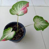 ราคา ชายชล/บอนสีชายชล/กัดสีทุกใบตามรูปส่งต้นจริงในรูปคร้า (12903074129)