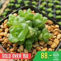 ราคา Haworthia Cymbiformis (Mini King Cooperi)กุหลาบหินนำเข้า ไม้อวบน้ำ (7420273184)