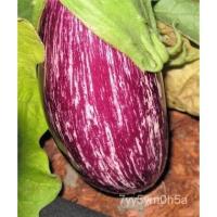 ราคา เมล็ด 30 Pandora Striped Rose Egplant Solenum Melongena White Fruit And Vegetable Seeds สายพันธุ์ (23833694890)