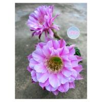 ราคา อิชินอปซิส ไฮบริดแองเจิ้ล Echinopsis Hybrid Angel ชำยอดในกระถาง 3 นิ้ว (13714311385)