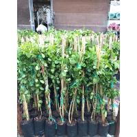 ราคา ต้นกล้าแก้วเจ้าจอมราคาสวน (9471183930)