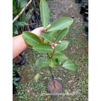 ราคา ต้นโมกราชสีห์ ต้นทาบกิ่ง (19719385917)