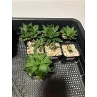 ราคา ไม้อวบน้ำฮาโวเทียสวย (11398924682)