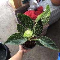 ราคา ฟิโลเดนดรอนเบอร์กิ้น/Philodendron Birkin (8577938521)