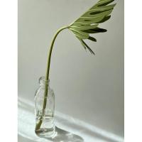 ราคา ขวดนำ้มันมะกอกเปล่า แบรนด์ FILLIPPO BERIO ขนาดสูง 8 นิ้ว (20389875166)