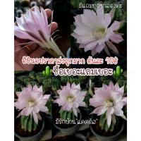 ราคา อิชินอปไฮบริด ดอกสีชมพูขาวดอกใหญ่มาก กลิ่นหอมมากๆ พร้อมส่ง เริ่มที่ 10 บาท (12310713414)