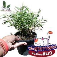 ราคา ต้นไผ่เงิน ไผ่หญ้าแมว ไผ่เงิน ไผ่แมว ของโปรดน้อง ประโยชน์ชั้นดีของแมว หมา หรือกระต่าย พุ่มใหญ่ สวยมาก (13435665083)