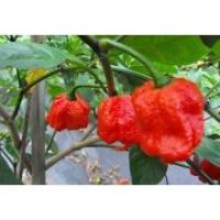ราคา ต้นกล้า พริกแคโรไลน่ารีพเพอร์ Carolina Reaper ต้นพริก พริกที่เผ็ดที่สุดในโลก กล้าละ 39 บาท (14692240795)