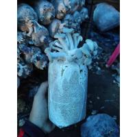 ราคา ลด 70.- SEPIADE6 เชื้อเห็ด เห็ดขอน เชื้อเห็ดขอน เซ็ต 10 ก้อน (10444614176)