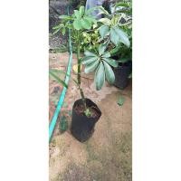 ราคา หนุมานประสานกายขนาด50ซม(1ต้น) (10316451782)