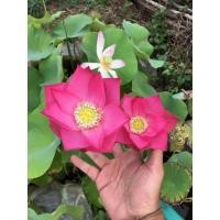 ราคา บัวยักษ์จีนกินรากดอกสวยรากเชื่อมทำขนมได้ (21077920344)