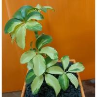 ราคา หนวดปลาหมึกด่าง ขนาดกระถาง 4 ×4 นิ้ว (9504330391)