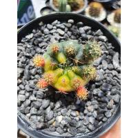 ราคา ยิมโนแม่ลูกดกด่าง(กระบองเพชร)แคคตัส(ต้นเล็กโตช้าค่ะ) (10115921955)