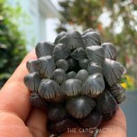 ราคา Haworthia OB1 ไม้อวบน้ำ หยดน้ำ ฮาโวเทีย (3725714229)