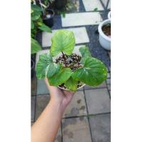 ราคา เสน่ห์จันทร์ประกายดาว (13575102133)