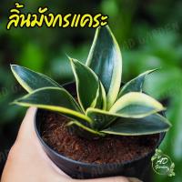 ราคา ลิ้นมังกรแคระ ไม้ฟอกอากาศ ไม้มงคล เลี้ยงง่าย พร้อมส่ง มีบริการเก็บเงินปลายทาง (10150593503)