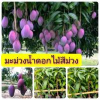 ราคา ต้นพันธุ์มะม่วงน้ำดอกไม้สีม่วง ทาบกิ่ง มีรากแก้ว โตไว ต้นแข็งแรง พร้อมปลูก (7648156228)