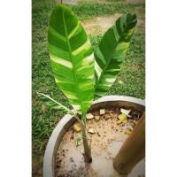 ราคา กล้วยด่างฟลอริด้า ยอดนิยม ของมีน้อย ราคาแรง กำไรงาม (8275440281)