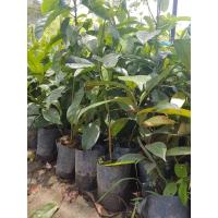 ราคา ต้นลำแข ลำแข สวนเขาหมาก พันธุ์ไม้หายาก สมุนไพรไทย ต้นไม้ ไม้ผล ต้นพันธ์ เมล็ดพันธ์ พันธุ์ไม้ ไม้มงคล ไม้ฟอกอากาศ สำเนา (6471516758)