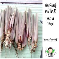 ราคา ตะไคร้หอมไล่ยุง ชุด20ต้น 40฿ ตะไคร้หอมสำหรับไล่ยุงหรือทำน้ำมันหอมระเหย (17741932299)