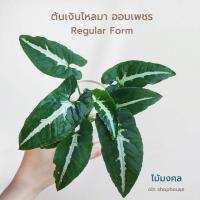 ราคา Syngonium wendlandii Schott ต้นเงินไหลมา ต้นออมเพชร (3255967774)