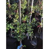 ราคา ต้น มะนาวคาเวียร์ เสียบยอด (10197065753)