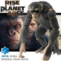 ราคา งานแท้ Original Hiya Toys Rise of the Planet of the Apes กำเนิดพิภพวานร Koba โคบา ลิงโหด 20th Century Fox ฟิกม่า Figma (15596333684)