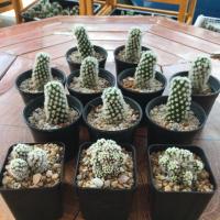 ราคา กระบองเพชร แคคตัส (Cactus) สโนว์แคป/Snowcap (Mammillaria gracilis arizona snow) จัดส่งทั้งกระถาง (7602382865)